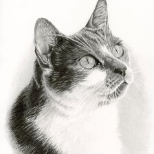 Оригинал схемы вышивки «Котик. Набросок» (№2453996)
