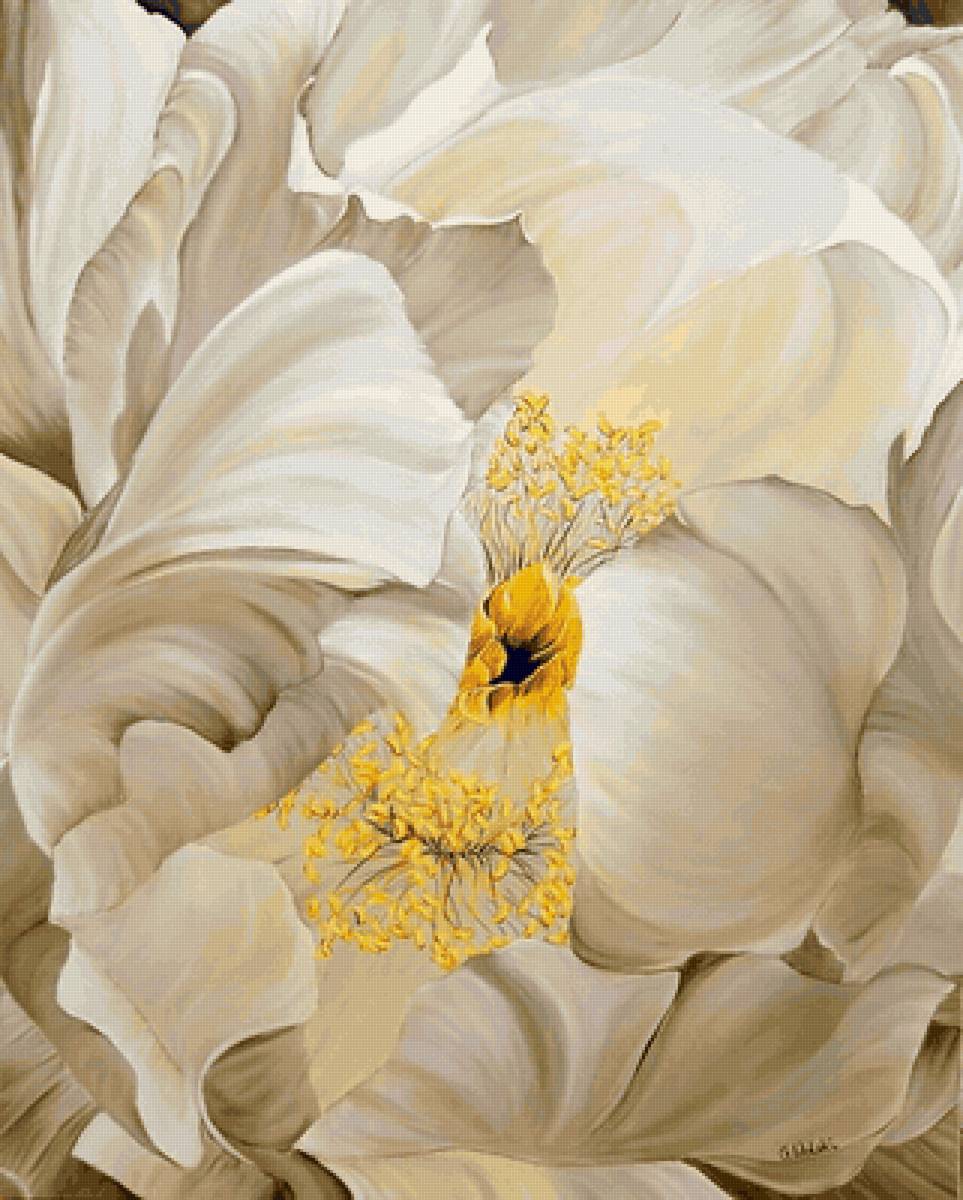 Белый пион - белый, цветок - предпросмотр