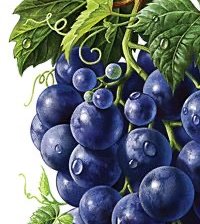 Оригинал схемы вышивки «гроздь винограда» (№2456355)