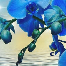Оригинал схемы вышивки «голубая орхидея» (№2456357)