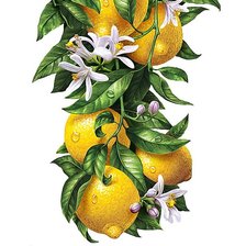 Оригинал схемы вышивки «лимон» (№2456361)