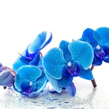 Схема вышивки «Орхидеи на белом фоне»