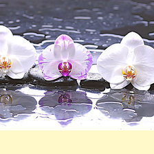 Схема вышивки «Серия "Цветы". Орхидеи»