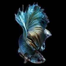 Схема вышивки «Голубая рыбка»