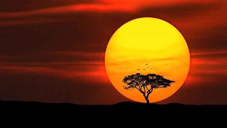 Африка - дерево, африка, природаб закат, солнце - оригинал