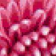 Предпросмотр схемы вышивки «Хризантемы.» (№2514598)