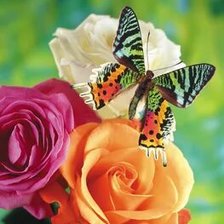 Оригинал схемы вышивки «Бабочки.» (№2514783)