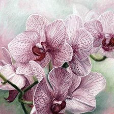 Схема вышивки «Красавица Орхидея»