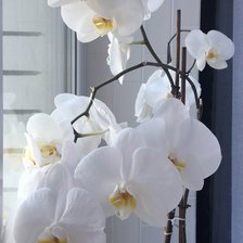 Оригинал схемы вышивки «Орхидея» (№2521002)