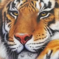 Оригинал схемы вышивки «подушка Тигр» (№2525855)