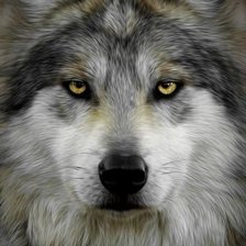 Оригинал схемы вышивки «волк» (№2528315)