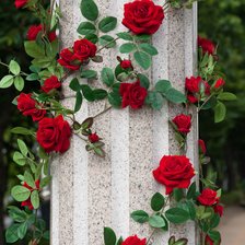 Схема вышивки «Роза вокруг колонны»