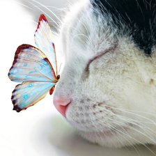 Схема вышивки «Котик и бабочка»