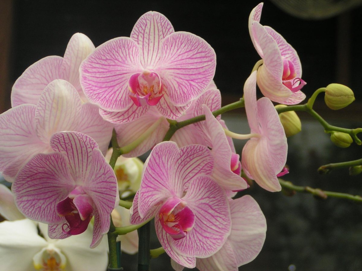 Орхидеи - цветы, орхидеи, букеты, розовый - оригинал