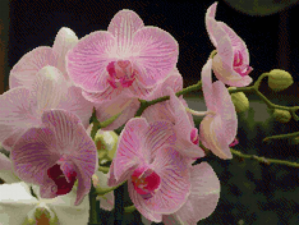 Орхидеи - орхидеи, букеты, цветы, розовый - предпросмотр