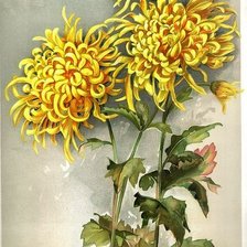 Схема вышивки «Желтые хризантемы»