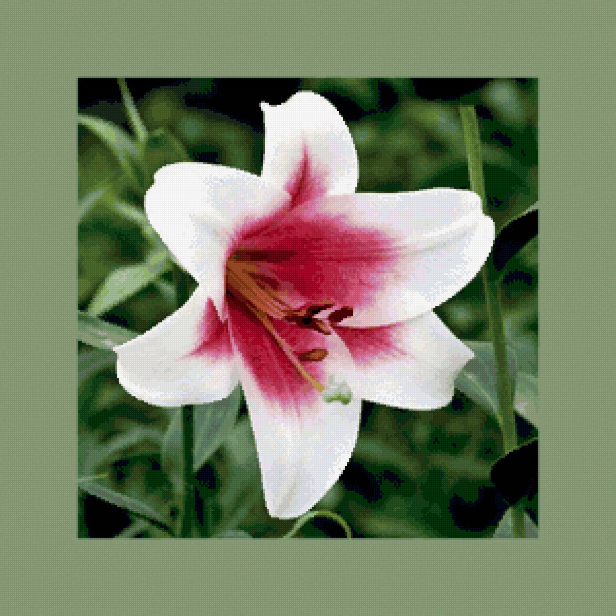 Лилия - цветы, лилия - предпросмотр