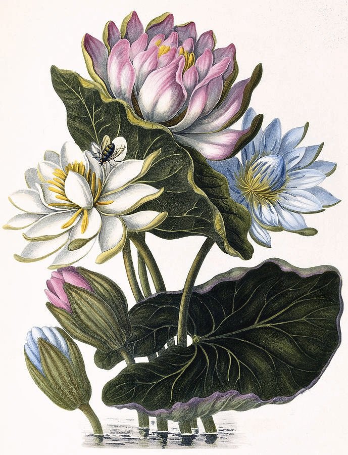 три лотоса - лотос, рисунок, цветы, растения - оригинал