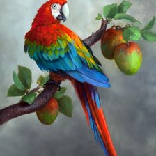 Папугай