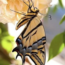 Схема вышивки «бабочка красавица»