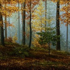 Оригинал схемы вышивки «Осень в лесу» (№2564143)