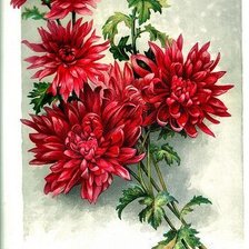 Схема вышивки «Красные хризантемы»