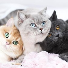 Схема вышивки «котики бывают разные»