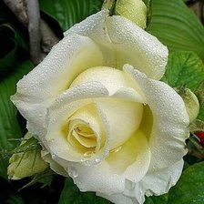 Схема вышивки «роза белая»