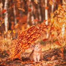 Рыжий кот рыжей осенью