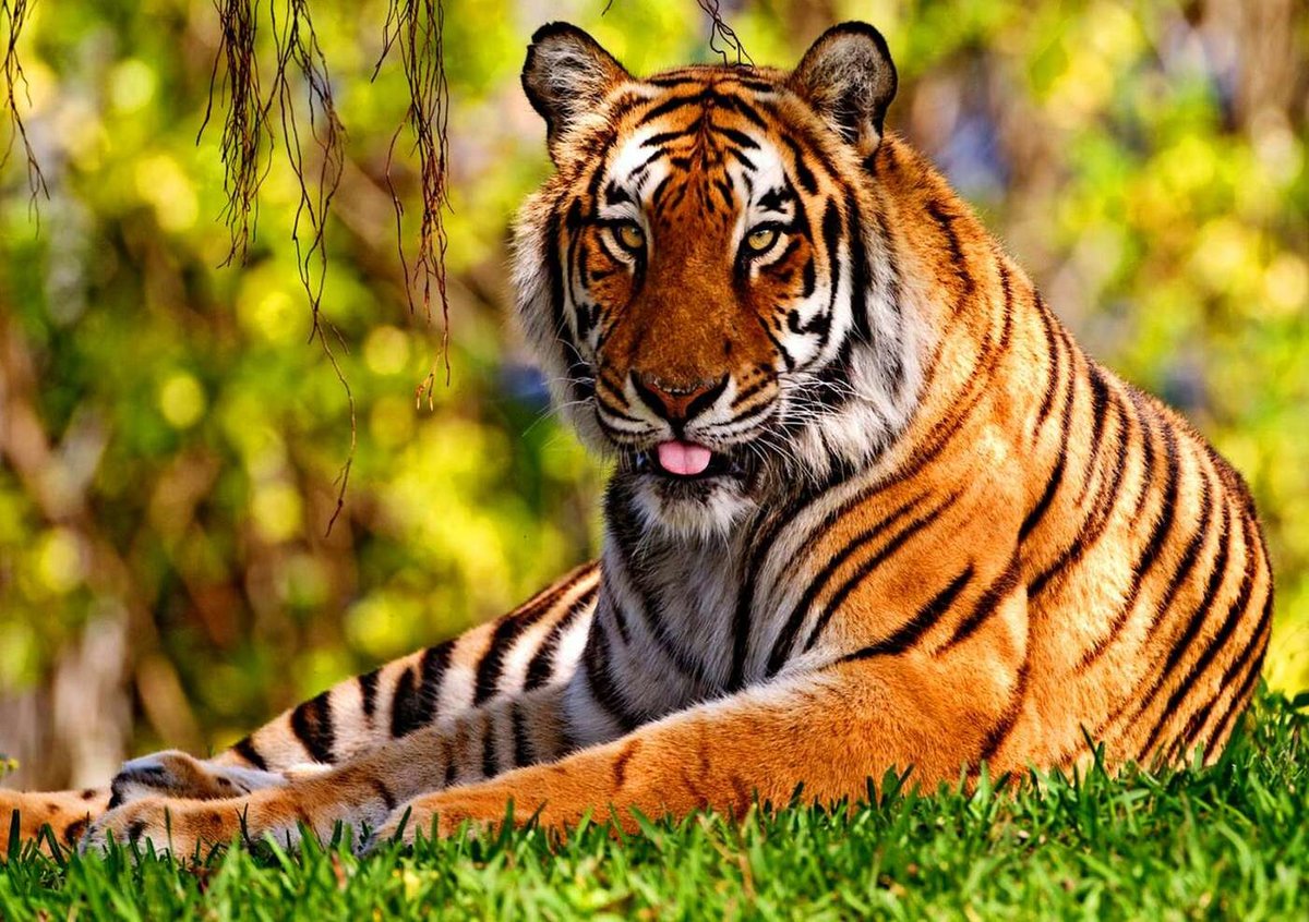 Тигр на отдыхе - животные, большие кошки, тигры - оригинал