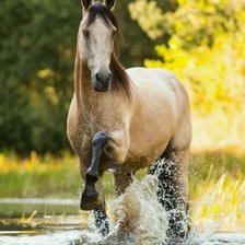 Схема вышивки «Лошадь и вода»