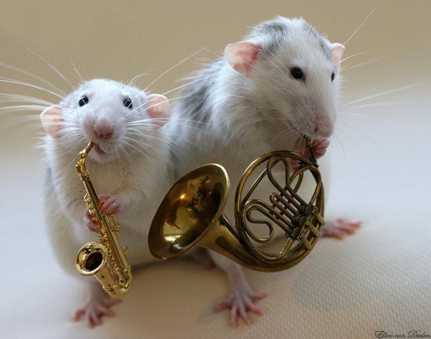 Мышиный концерт - мыши, музыка, саксафон, труба - оригинал