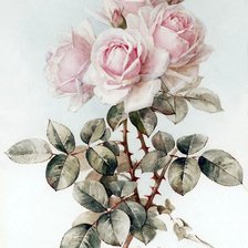 Оригинал схемы вышивки «Розы» (№2600105)