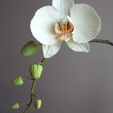 Схема вышивки «Орхидея белая»