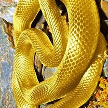 Оригинал схемы вышивки «Золотая  змея» (№2631739)