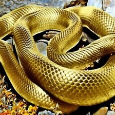 Оригинал схемы вышивки «Золотая  змея» (№2633946)