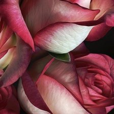 Схема вышивки «красавицы розы»