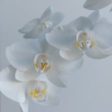 Оригинал схемы вышивки «Белая орхидея» (№2647999)