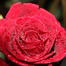 Схема вышивки «Роза после дождя»