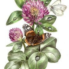 Оригинал схемы вышивки «Клевер и бабочки» (№2663194)