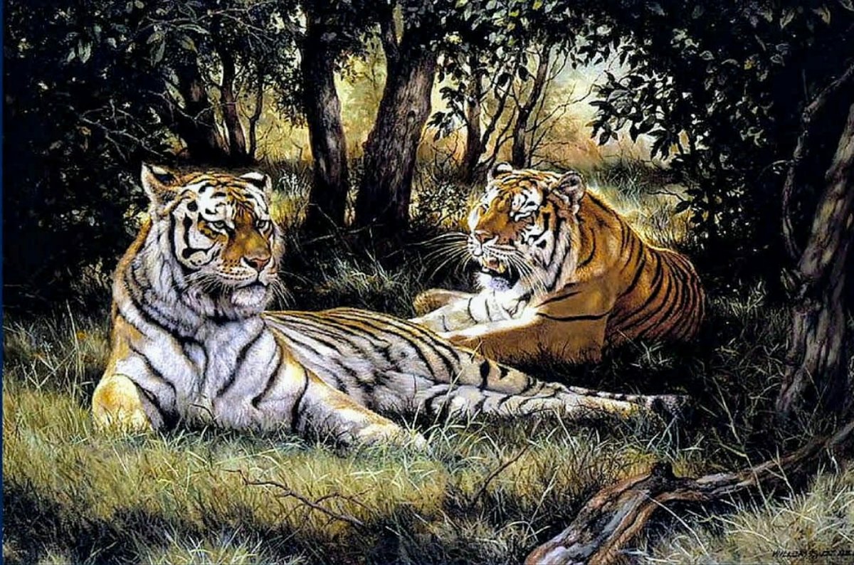 №2663709 - тигры, животные - оригинал