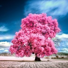 Схема вышивки «Розовое дерево»