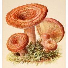 Схема вышивки «грибы рыжики»