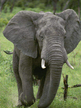 №2684818 - африка, животные, слон - оригинал