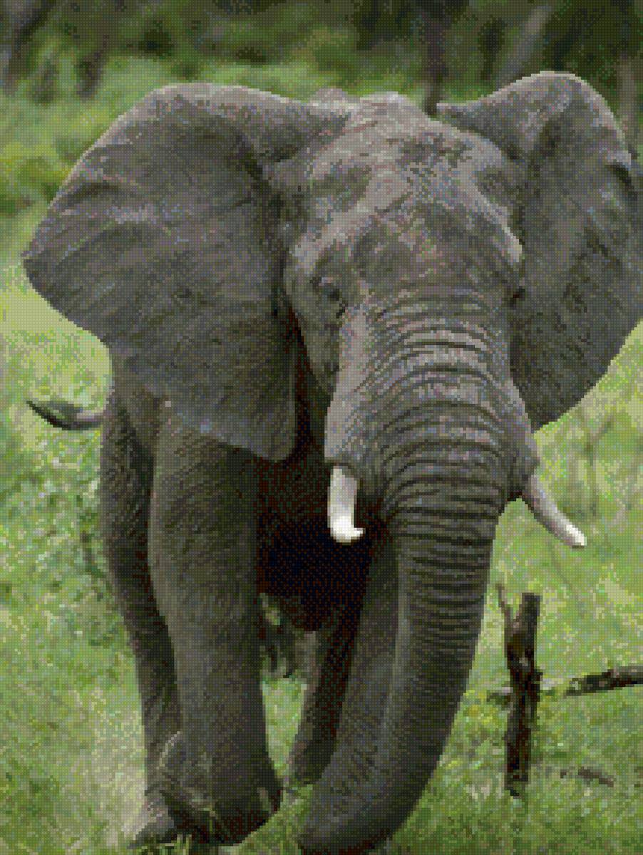 №2684818 - африка, слон, животные - предпросмотр