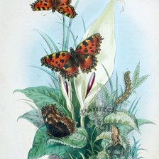 Оригинал схемы вышивки «Бабочки» (№2689981)