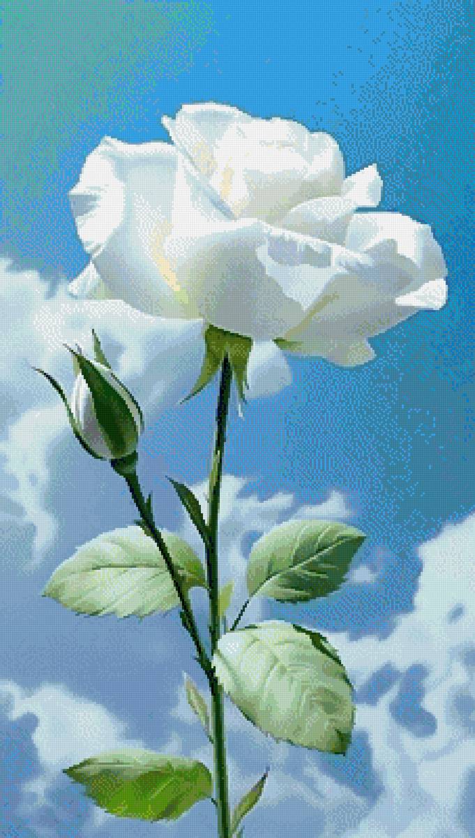 Белая роза - цветок - предпросмотр