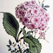 Оригинал схемы вышивки «Розовая гортензия» (№2698103)