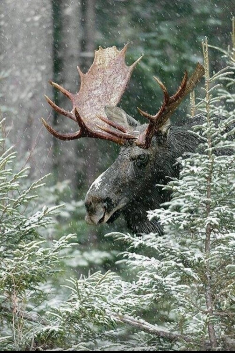 Лось в зимнем лесу - лось - оригинал