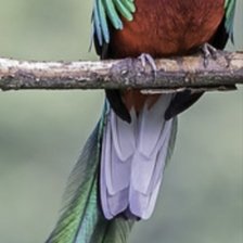 Оригинал схемы вышивки «Quetzal» (№2711184)